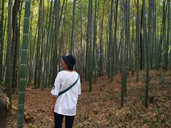 -青龙山国家森林公园