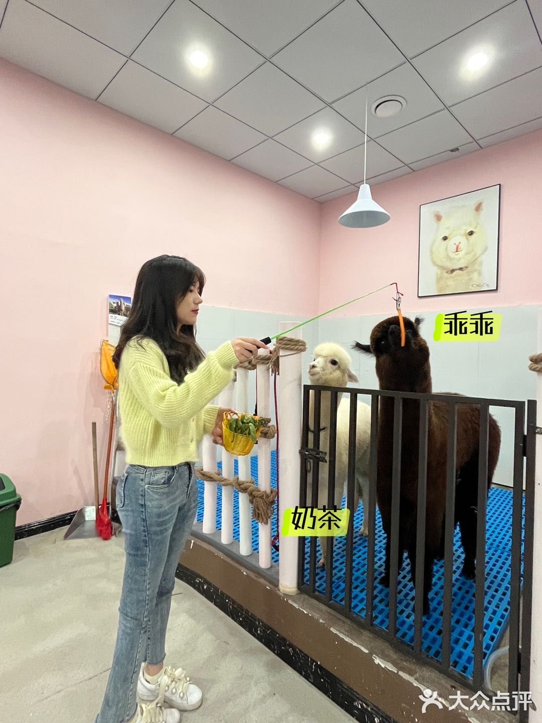 杭州探店｜超好拍的萌宠馆，一起来撸宠物了