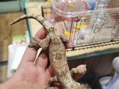 -酷以爬仙阁实体爬宠店·守宫·蜥蜴·专业繁育