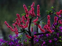 -南国桃园旅游度假区