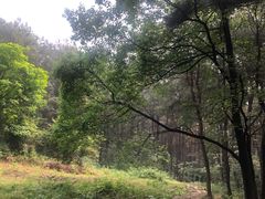 -铁山坪森林公园