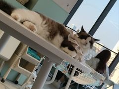 -怪兽屋·羊驼·猫咖·狗咖(俊华广场店)