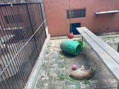 -青藏高原野生动物园