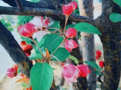-天津东丽湖风景区