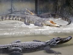 -西安秦岭野生动物园