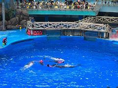 -海合安成都极地海洋公园