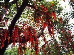 -南国桃园旅游度假区