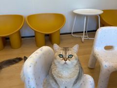 -有喵·猫咖·狗咖·40+猫狗有小奶狗(岗厦店)