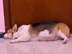 -宠颐生中康贝怡动物医院