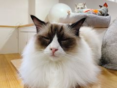 -李小姐の猫咖啡馆(五角场店)