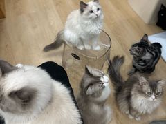 -有喵·猫咖·狗咖·30几只猫10只小狗(岗厦店)