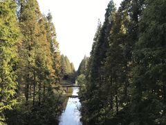 -黄海国家森林公园