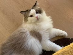 -猫腻·猫咖·撸猫馆(星光大道店)