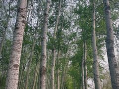 -仁和公园(顺义区)