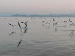 -深圳湾公园(南山区)