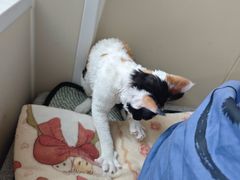 -牛喵喵铜锅牛肉馆