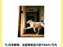 -翊宠yipet猫狗购宠庄园犬舍•猫舍