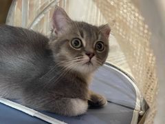 -瑞派动物医院·绝育·犬猫全科·预防医学(光景江南中店)