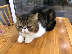 -李小姐の猫咖啡馆(五角场店)