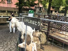 -神户市立六甲山牧场