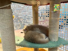 -BABIT巴比特宠物(MOMOPARK店)