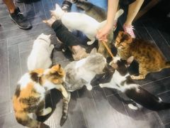 -猫色咖啡·猫咖