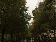 树-北京国家会计学院