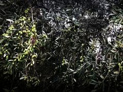 -怀希基岛