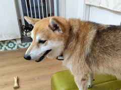 -是阿柴呀！柴犬咖啡·爱喵喵猫咖