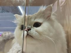 -屋虎猫馆(宝安大仟里店)