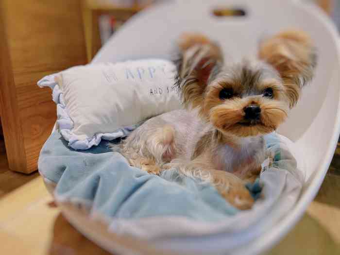 爱派宠物(珠江新城店)-"【项目】洗澡服务质量: 服务挺到位的,.