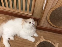 -猫和宫(六道口店)