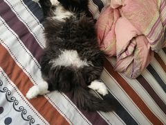 -纳吉亚猫专科动物诊疗中心(蒋宅口分院)