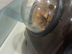 -特一安24小时宠物医院·骨科·中兽医
