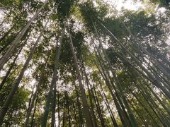 -四门塔风景区