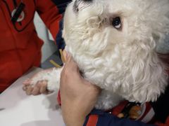 -伟伟宠物医院·CT影像中心·瑞派犬猫综合性门诊(汉口总院)
