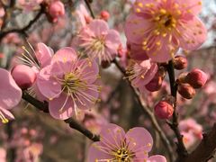 梅花-北京鹫峰国家森林公园
