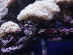 -江和美海洋公园