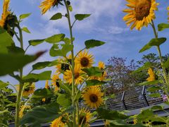 -怡海公园(桂城街道)