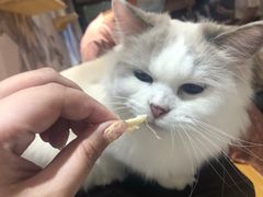 -滚猫咖啡·猫咖·猫友好撸猫(未来城店)