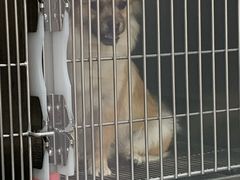 -宠福鑫康馨动物医院·骨科·眼科