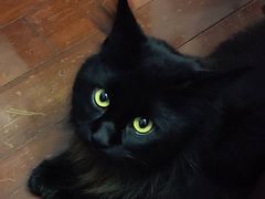 -艾吉宠物医院·疑难杂症转诊中心·猫友好(碧江路院)