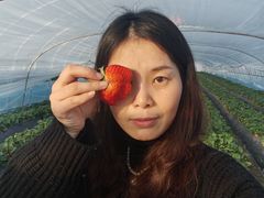 -喜杨洋草莓采摘园