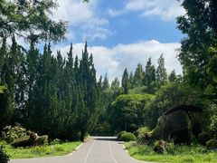 -东平国家森林公园
