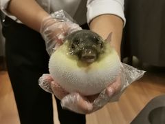 -肆月河豚·新淮扬(金融街店)