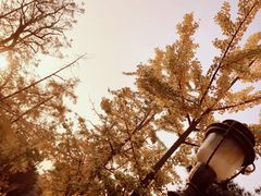 -八大关景区