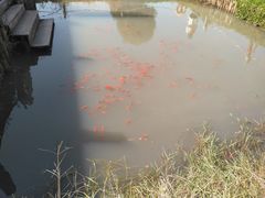 -田园东方蜜桃村的田野营地