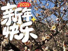 -香雪海