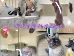 -十年猫舍·猫咪专门店(普陀店)