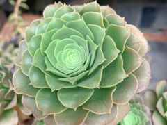 -华冠悠岚·庭院餐厅(青城后山店)